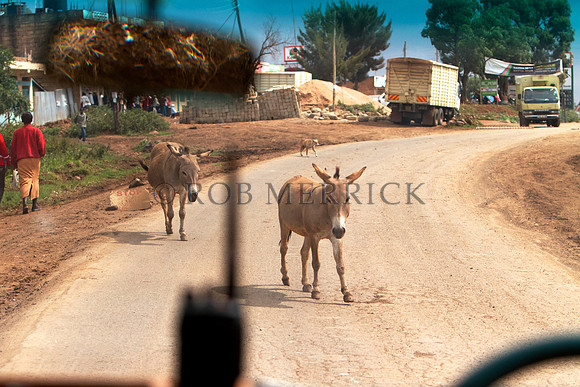 Lamu_019
