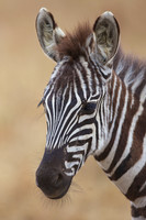 CommonZebraMara_008