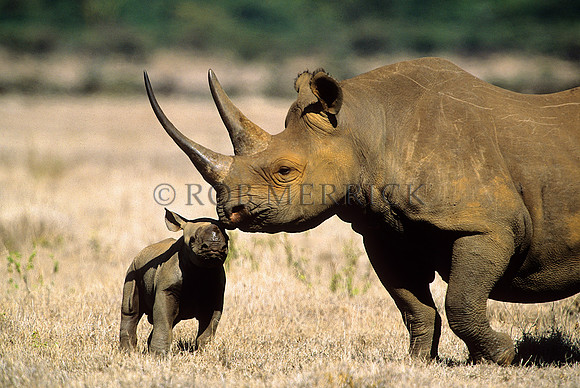 BlackRhinoLewa_001