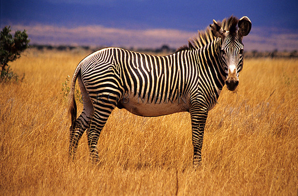 Grevy'sZebraLewa_001