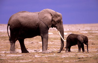 ElephantAmboseli_003