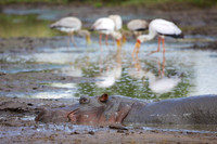 HippoMara_012