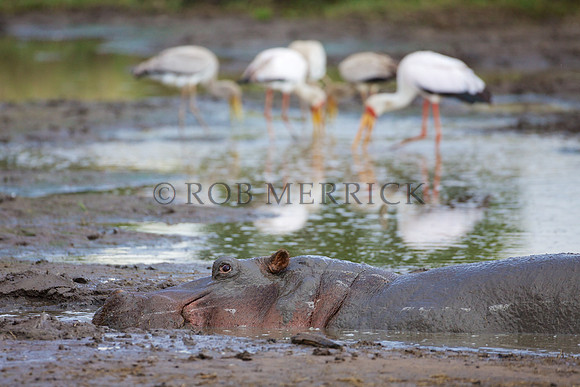 HippoMara_012