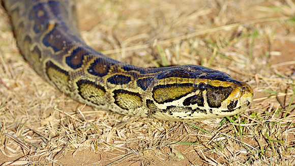 PythonSnakeMara_006