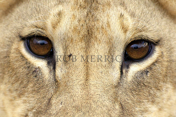 LionMara_047