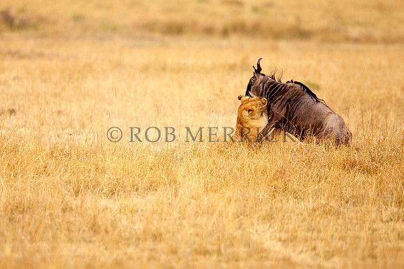 LionMara_048