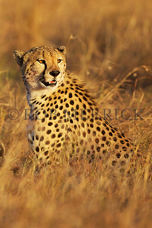 CheetahMara_018