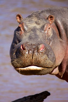 HippoMara_015