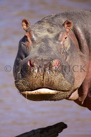 HippoMara_015