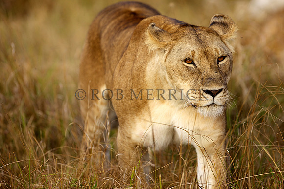 LionMara_053