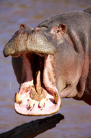 HippoMara_014