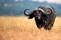 CapeBuffaloLewa_016