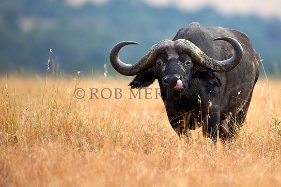 CapeBuffaloLewa_016