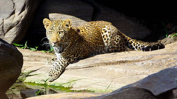 LeopardMara_017