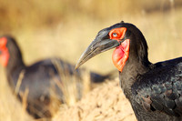 GroundHornbillMara_004