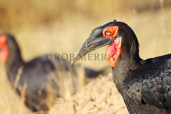 GroundHornbillMara_004