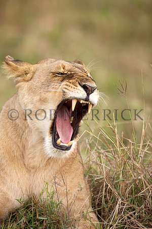 LionMara_068