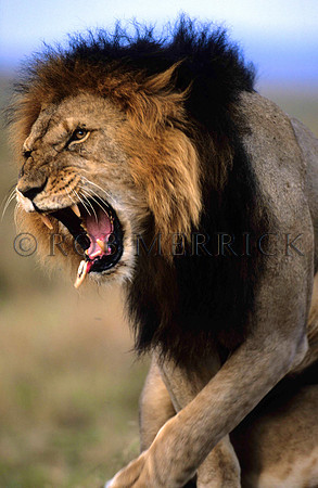LionMara_002
