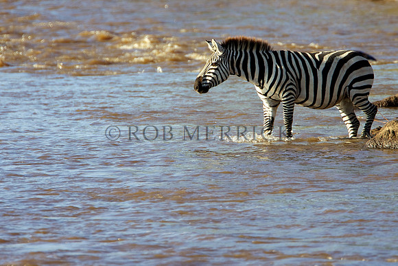 CommonZebraMara_006