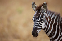 CommonZebraMara_009