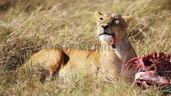 LionMara_066