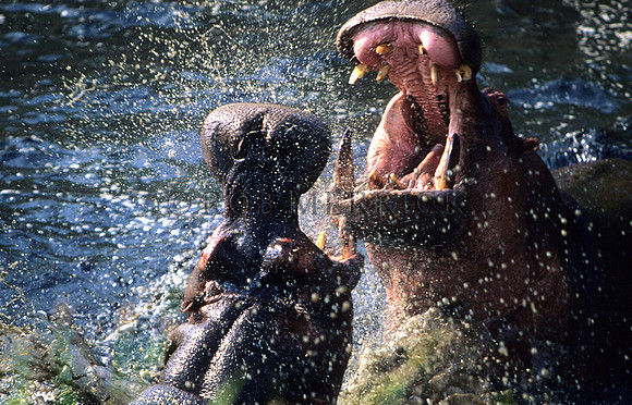 HippoMara_002
