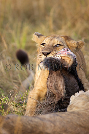 LionMara_058
