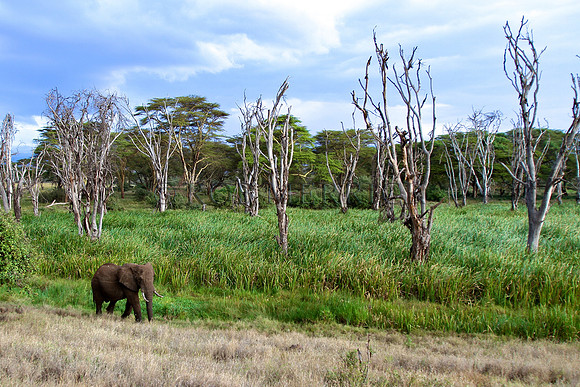 ElephantLewa_031