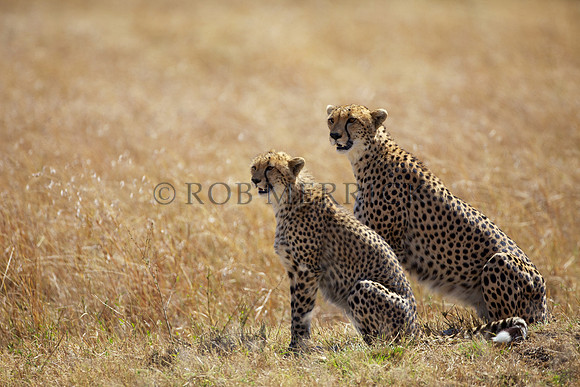 CheetahMara_023