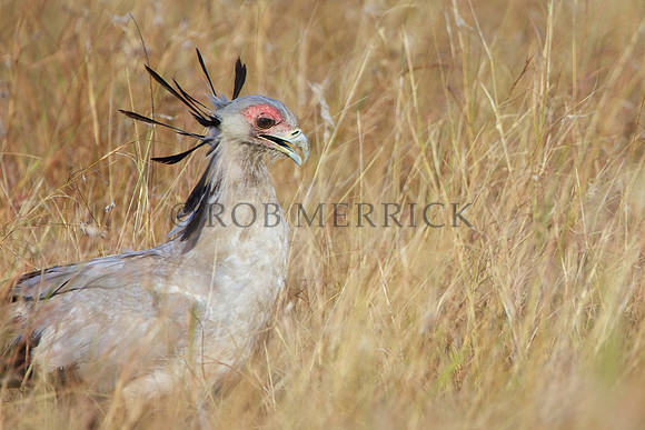 SecretaryBirdMara_003
