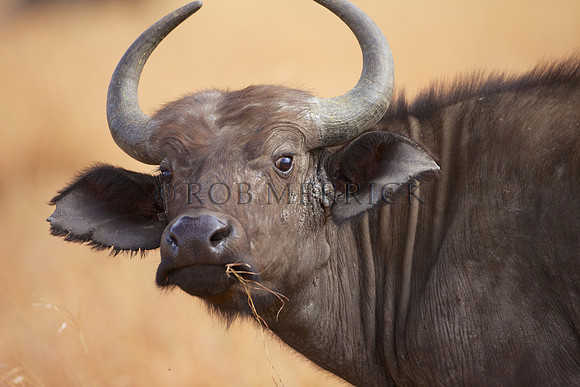 CapeBuffaloMara_005