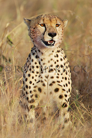 CheetahMara_017