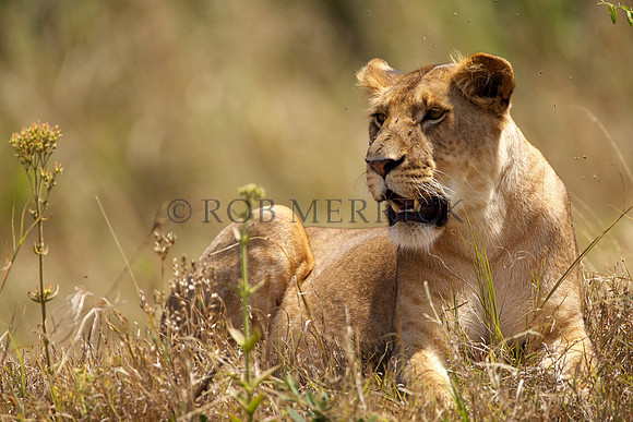 LionMara_069