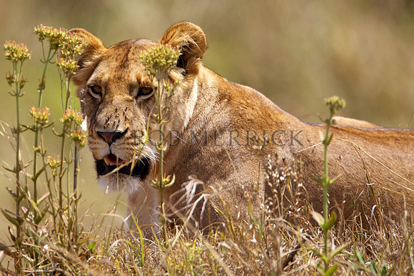 LionMara_070