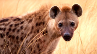HyenaMara_008