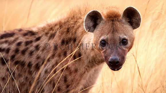 HyenaMara_008