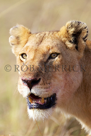 LionMara_064