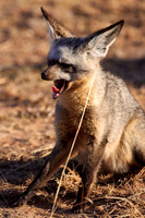 BatEaredFoxMara_003