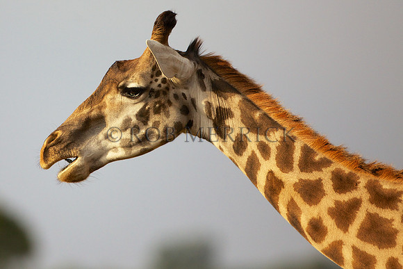 GiraffeSamburu_004