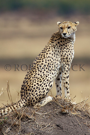 CheetahMara_022