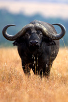 CapeBuffaloLewa_017