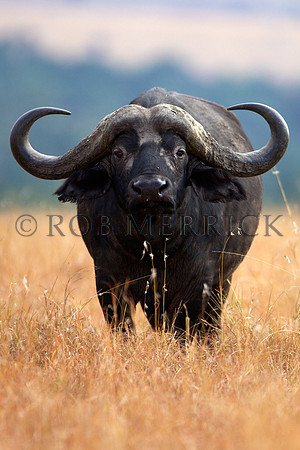 CapeBuffaloLewa_017