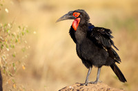 GroundHornbillMara_003
