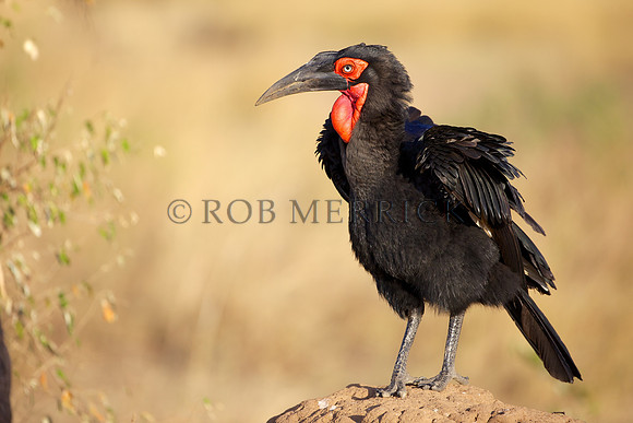 GroundHornbillMara_003