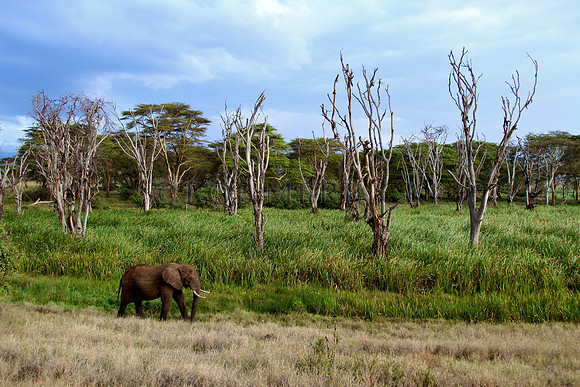 ElephantLewa_032