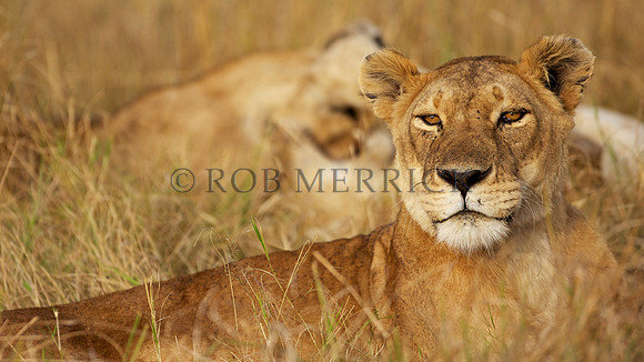LionMara_074
