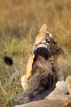 LionMara_059