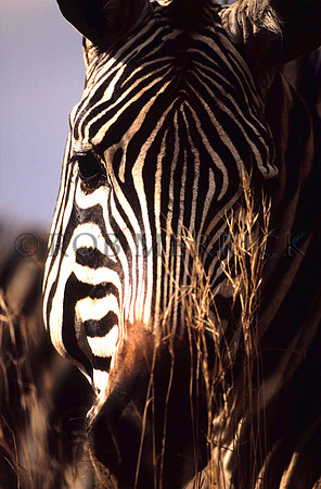CommonZebraNairobi_016