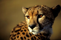 CheetahMara_003