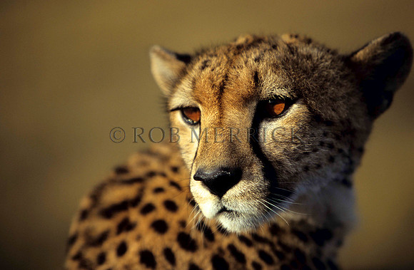 CheetahMara_003
